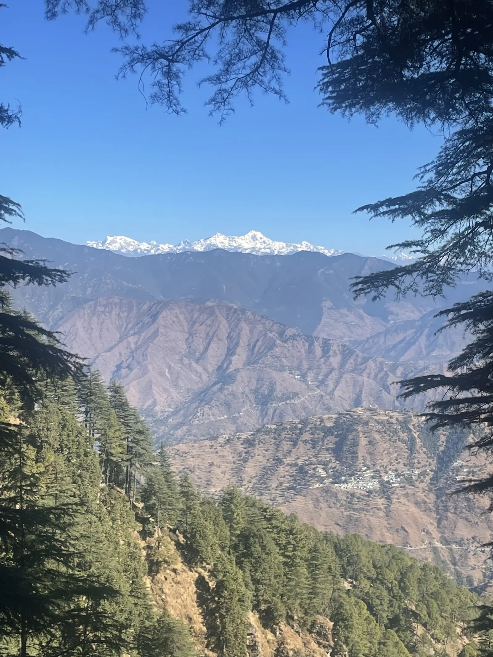 Snow-covered Himalayan peaks seen through deodar cedars from the property, above the ridges of the Doon valley.